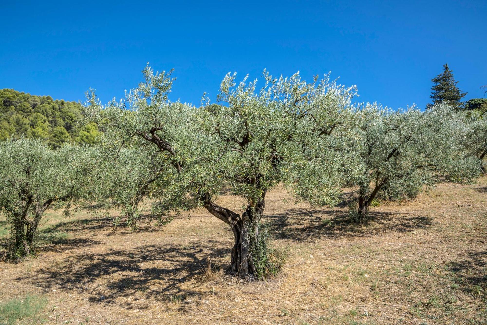 Maison tendance avec jardin, centre village, Alpilles, familles Eyragues Extérieur photo